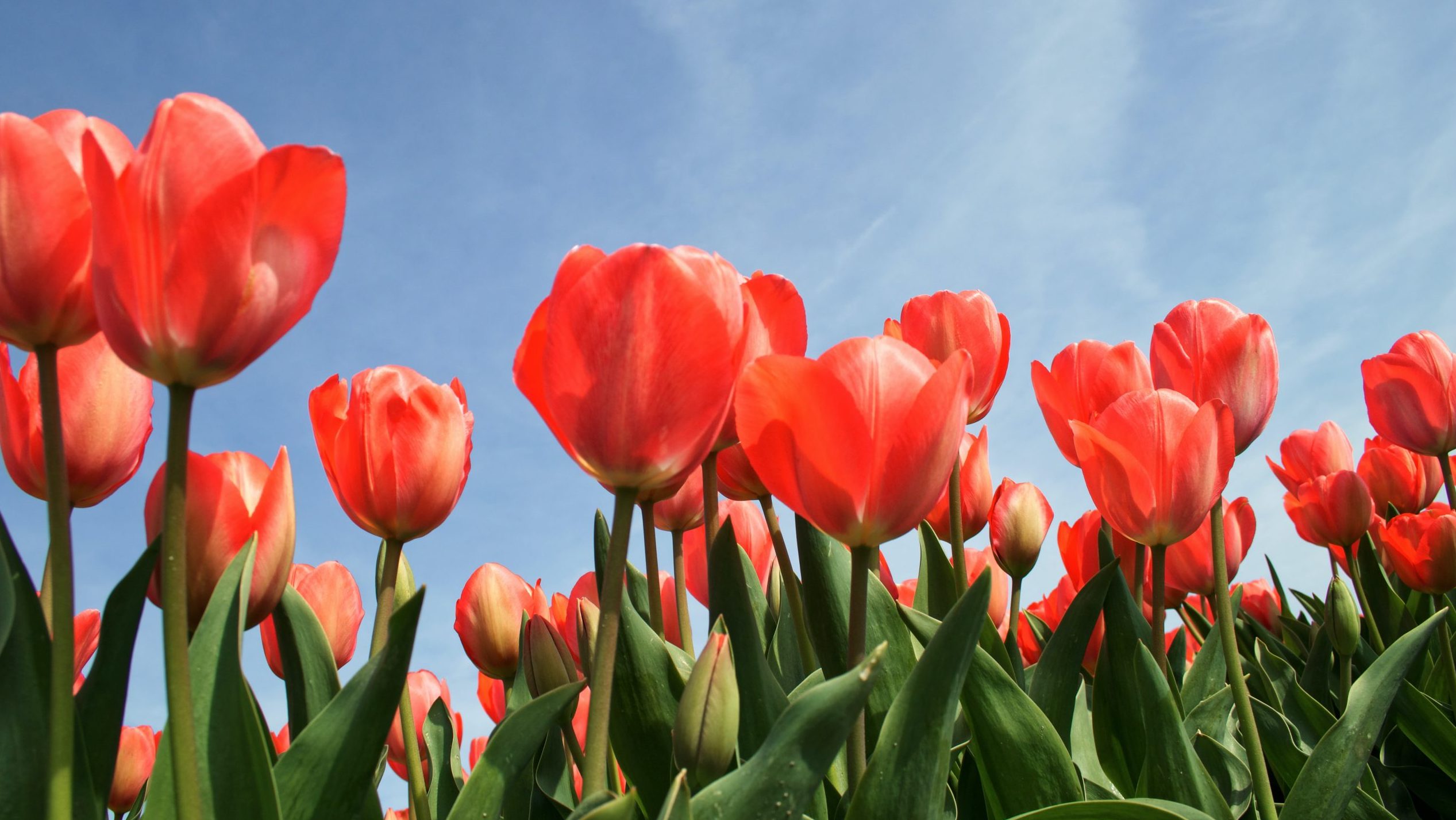 What is the Meaning of Tulips? Symbolism Behind Coloured Tulip Flowers