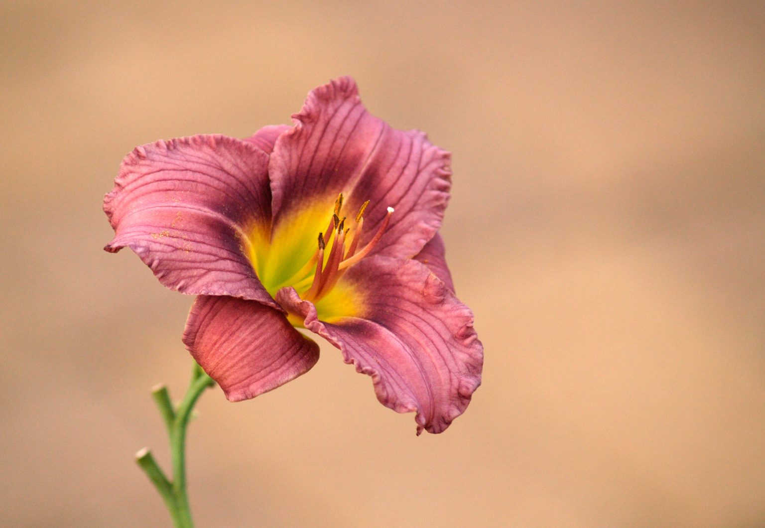12 Beautiful Types Of Daylilies With Names And Pictures