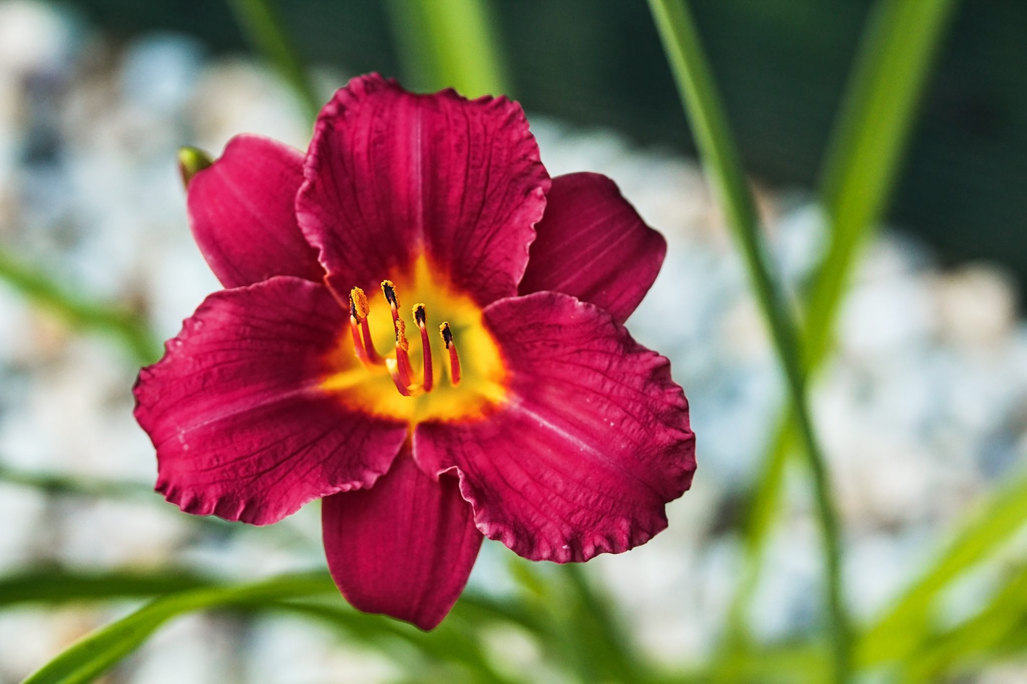 12 Beautiful Types Of Daylilies With Names And Pictures