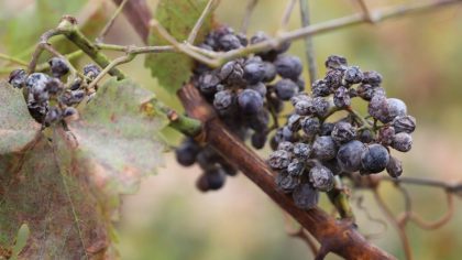 ice wine grapes