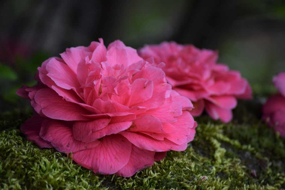 The World S Most Beautiful Rare Flowers Truly Experiences The World S Most Beautiful Rare Flowers Truly Experiences