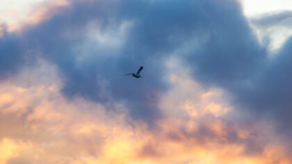 Bird flying in the sky